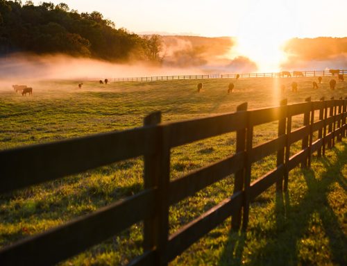 Why Hiring a Custom Agricultural Fence Company in Louisburg Makes a Difference