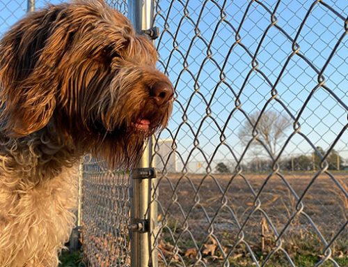 Choosing the Right Pet Fence Installer in Louisburg