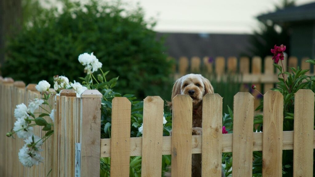 Pet Fence Installer in Gardner