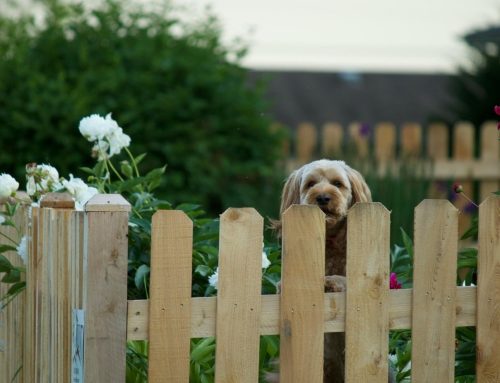 What Questions Should You Ask a Pet Fence Installer Before You Hire Them?