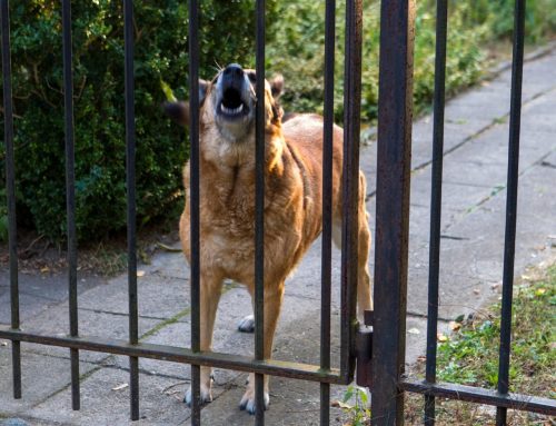 What Type of Fence Works Best for Dogs in Gardner?