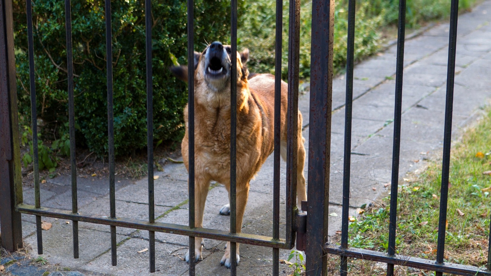 Pet Fence Installer in Gardner
